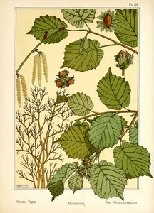 Hasselträdet (färg litho)