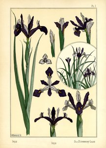 Iris (färg litho) av Maurice Pillard Verneuil