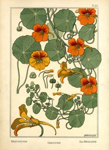 Nasturtium (färg litho)