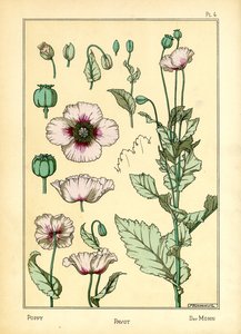 Vallmo (färg litho)