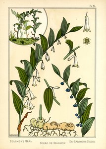 Salomons sigill (färg litho)