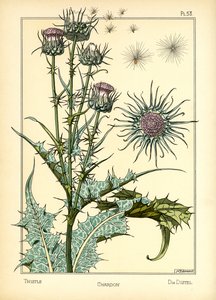The Thistle (färg litho)