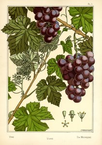 The Vine (färg litho)