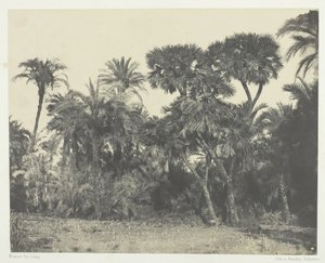 Trä av dadelpalmer och palmträd Doums, övre Egypten, 184951, tryckt 1852. av Maxime Du Camp
