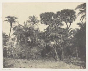Trä av dadelpalmer och palmer Doums, övre Egypten av Maxime Du Camp