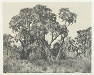 Palmer Doums, Upper Egypt, 184951, tryckt 1852. av Maxime Du Camp
