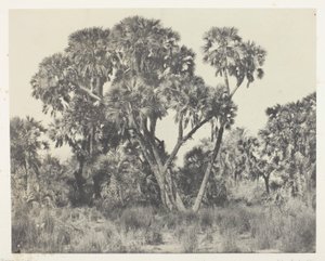 Doum palmer, övre Egypten av Maxime Du Camp