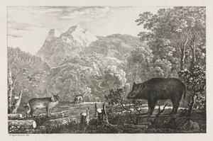 Vildsvin, vildkatt och lodjur, 1807. av Maximilian Josef Wagenbauer