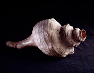 Precolombiansk konst, Mayacivilisation, klassisk period: snäckskal som används som musikinstrument (trumpet). från Uaxactun, Guatemala. Dämpa. 19,2x41,5 cm Guatemala, Museo Nazionale di Archeologia e Etnologia - Förcolumbiansk konst, Maya-civilisationen, K av Mayan Mayan