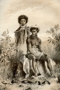 Maorier och mattorm, Nya Zeeland, 1879