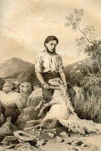 Fårklippning, 1879