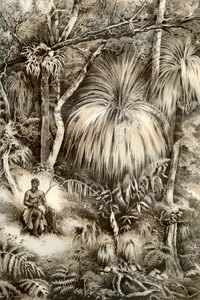 Tasmanska skogsscen, 1879