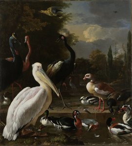 En pelikan och andra fåglar nära en pool, känd som 