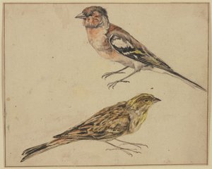 En steglits och en hämpling av Melchior de Hondecoeter