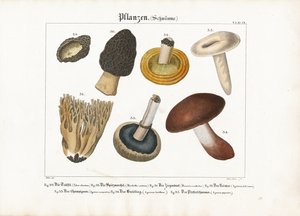 Ätliga och giftiga svampar av Meno Haas