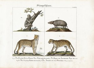 Exotiska däggdjur: Stora kattdjur, sengångare och bältdjur av Meno Haas