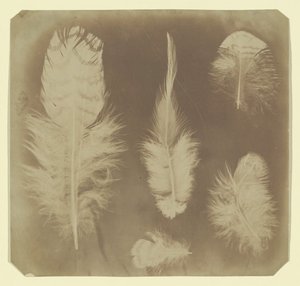 Kycklingfjädrar, ca. 1840. av Mervyn Herbert Nevil Story Maskelyne