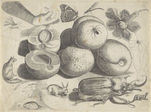 Studieblad med ritningsexempel: frukter, djur, insekter och händer Ritningsexempel (serietitel)