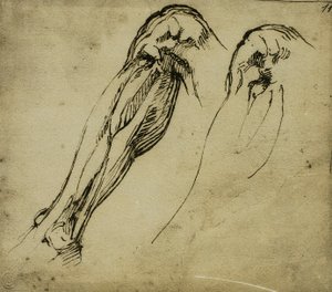 Anatomiska studier av ett ben, teckning av Michelangelo. Casa Buonarroti, Florens av Michelangelo Buonarroti