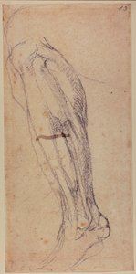 Studie av ben av Michelangelo Buonarroti
