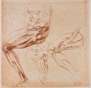 Studier av ben av Michelangelo Buonarroti