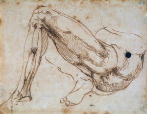Studie av ett ben av Michelangelo Buonarroti