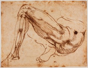 Studie av ben av Michelangelo Buonarroti