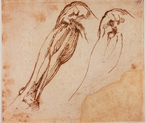 Två benstudier av Michelangelo Buonarroti