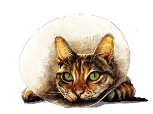Få det bra Katt på vitt, 2020