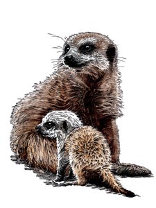 New Baby Meerkats on White, 2020 av Mike Davis