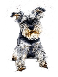 Ollie Schnauzern på vitt, 2019 av Mike Davis