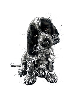 Rosie The Cocker Spaniel på vitt, 2019 av Mike Davis