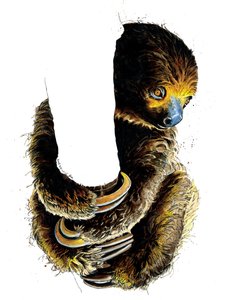 Talita The Sloth on White, 2019 av Mike Davis