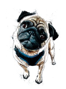 Teddy The Pug on White, 2019 av Mike Davis