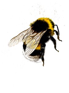 The Bee on White, 2019 av Mike Davis
