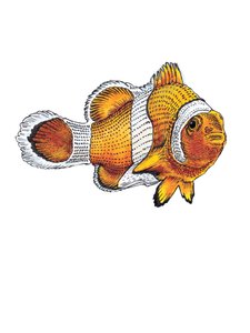 Clownfisken på vitt, 2022 av Mike Davis