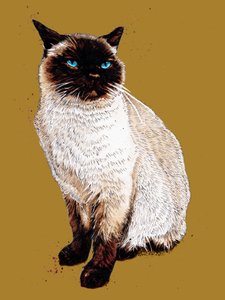 Siameserkatten på guldgult, 2020