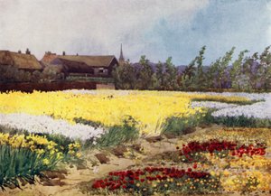 A Bulb Farm nära Overveen (färg litho) av Mima Nixon