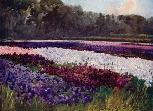 "I smaragdtossar, blommor lila, blå och vita, som safir, pärlor och rika broderier" (färg litho) av Mima Nixon