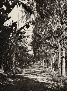 Att bygga ett imperium i den fascistiska tidsåldern: en fruktlund i Cheren, 1936-05-09 (s/v foto) av Modestino Baldinetti