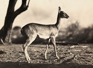 Att bygga ett imperium i den fascistiska tidsåldern: en get av Setit, 1936-05-09 (s/v foto) av Modestino Baldinetti