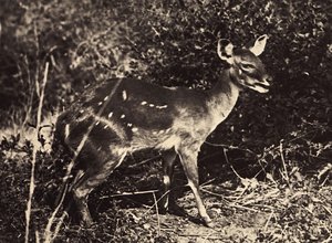 Bygga ett imperium i den fascistiska tidsåldern: antilop, 1936-05-09 (s/v foto) av Modestino Baldinetti