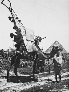 Att bygga ett imperium i den fascistiska tidsåldern: kamel med finesser för en bröllopsceremoni, 1936-05-09 (s/v foto) av Modestino Baldinetti