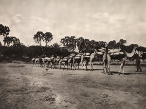 Bygga ett imperium i den fascistiska tidsåldern: karavan av kameler, 1936-05-09 (s/v foto) av Modestino Baldinetti