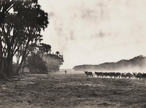 Bygga ett imperium i den fascistiska tidsåldern: boskap vallades mot Gasc-floden, 1936-05-09 (s/v foto) av Modestino Baldinetti