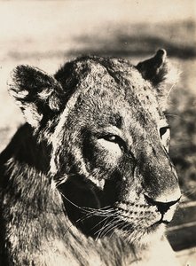 Bygga ett imperium i den fascistiska tidsåldern: huvudet av ett lejon, 1936-05-09 (s/v foto) av Modestino Baldinetti