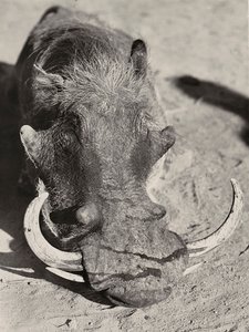 Att bygga ett imperium i den fascistiska tidsåldern: huvudet av ett vildsvin, 1936-05-09 (s/v foto) av Modestino Baldinetti
