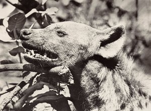 Bygga ett imperium i den fascistiska tidsåldern: hyenas chef, 1936-05-09 (s/v foto) av Modestino Baldinetti