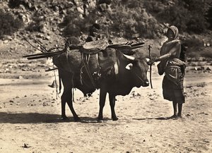 Bygga ett imperium i den fascistiska tidsåldern: nomad, 1936-05-09 (s/v foto) av Modestino Baldinetti