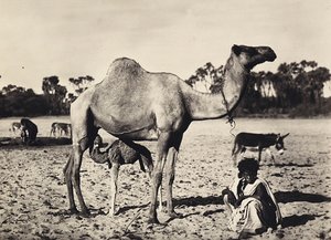 Att bygga ett imperium i den fascistiska tidsåldern: nomader, 1936-05-09 (s/v foto) av Modestino Baldinetti